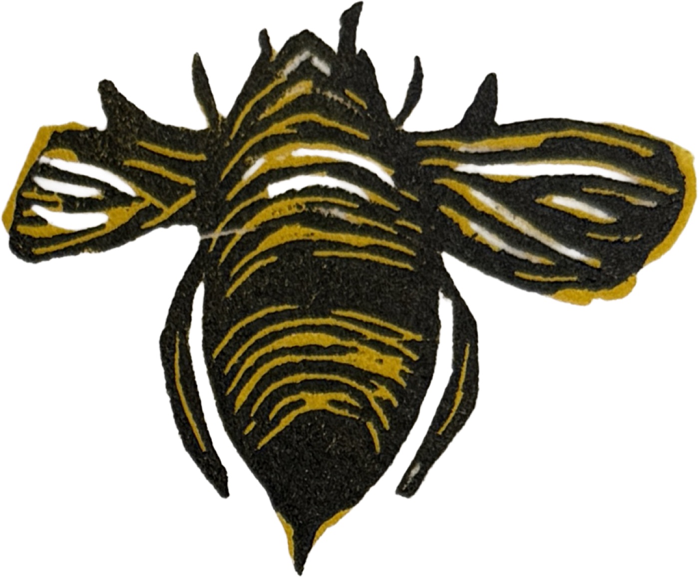 Black bee with gold-striped wings viewed from above, printed on white background.