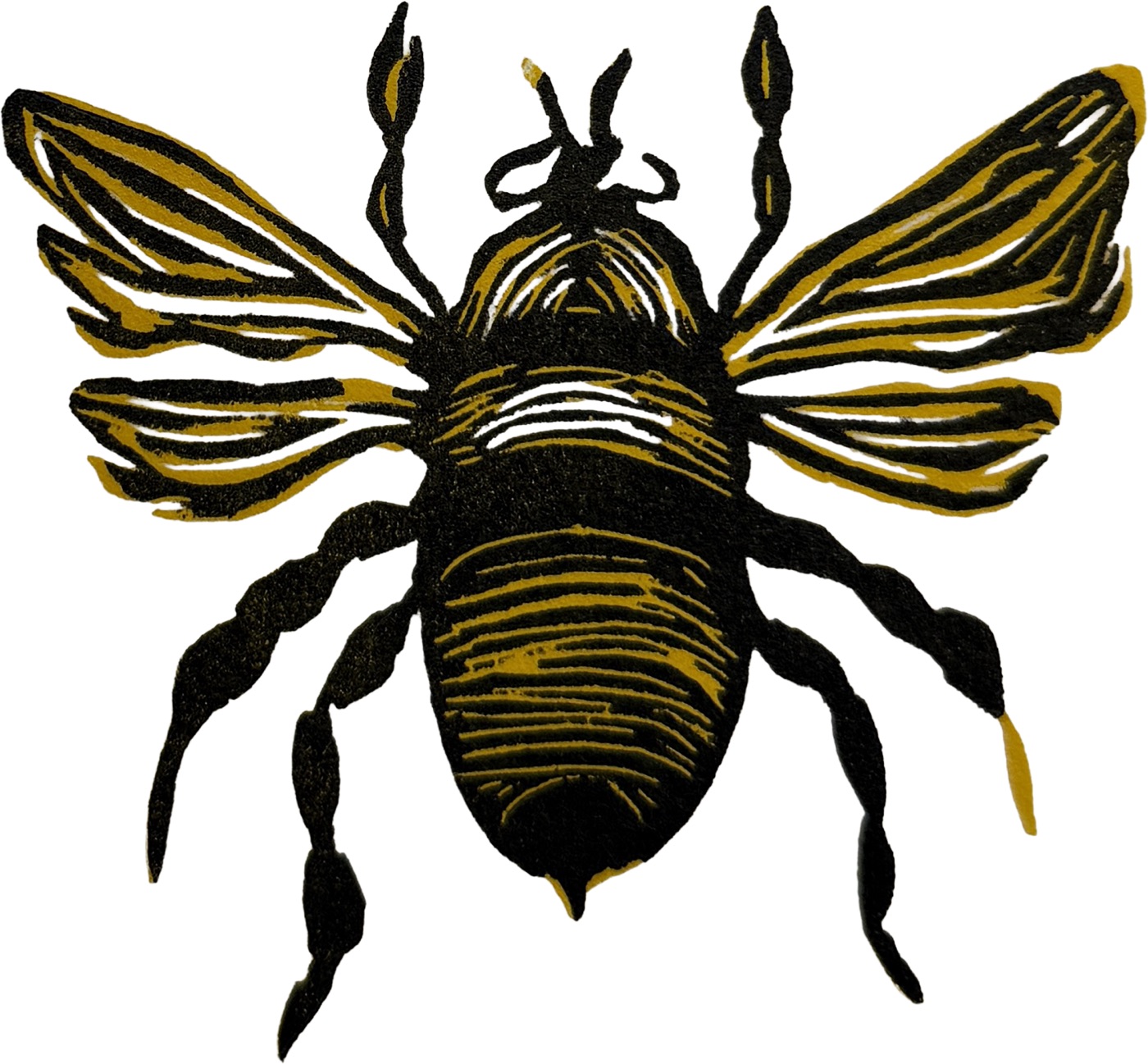 Black bee with large extended gold-striped wings and detailed legs, viewed from above on white background.