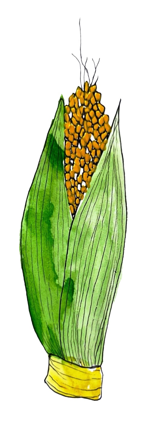 Watercolor illustration of a corn cob with yellow kernels and green leafy husks bound with a yellow band.