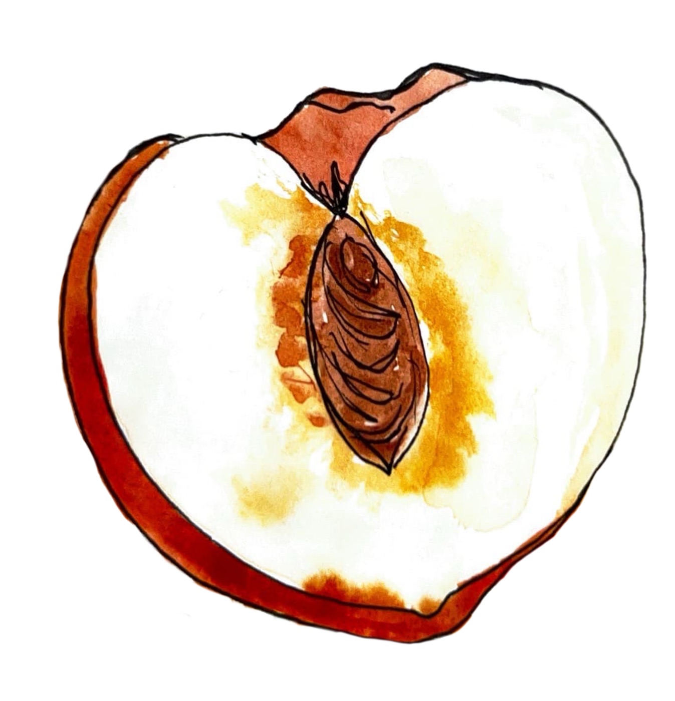 Cross-section of a watercolor apple showing the brown seed pod and yellow interior flesh.