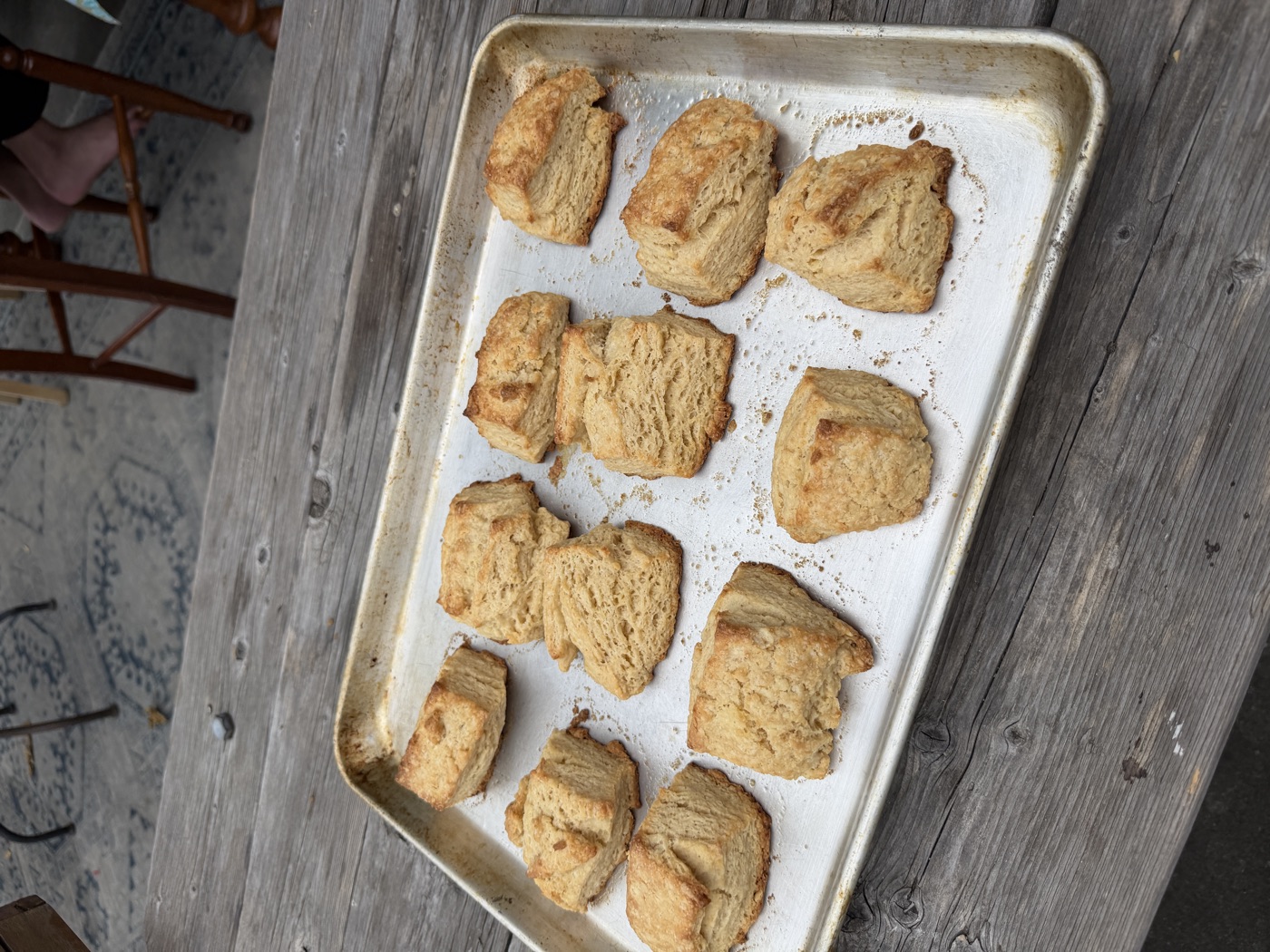 About a dozen freshly baked scones on parchment paper in a baking sheet.
