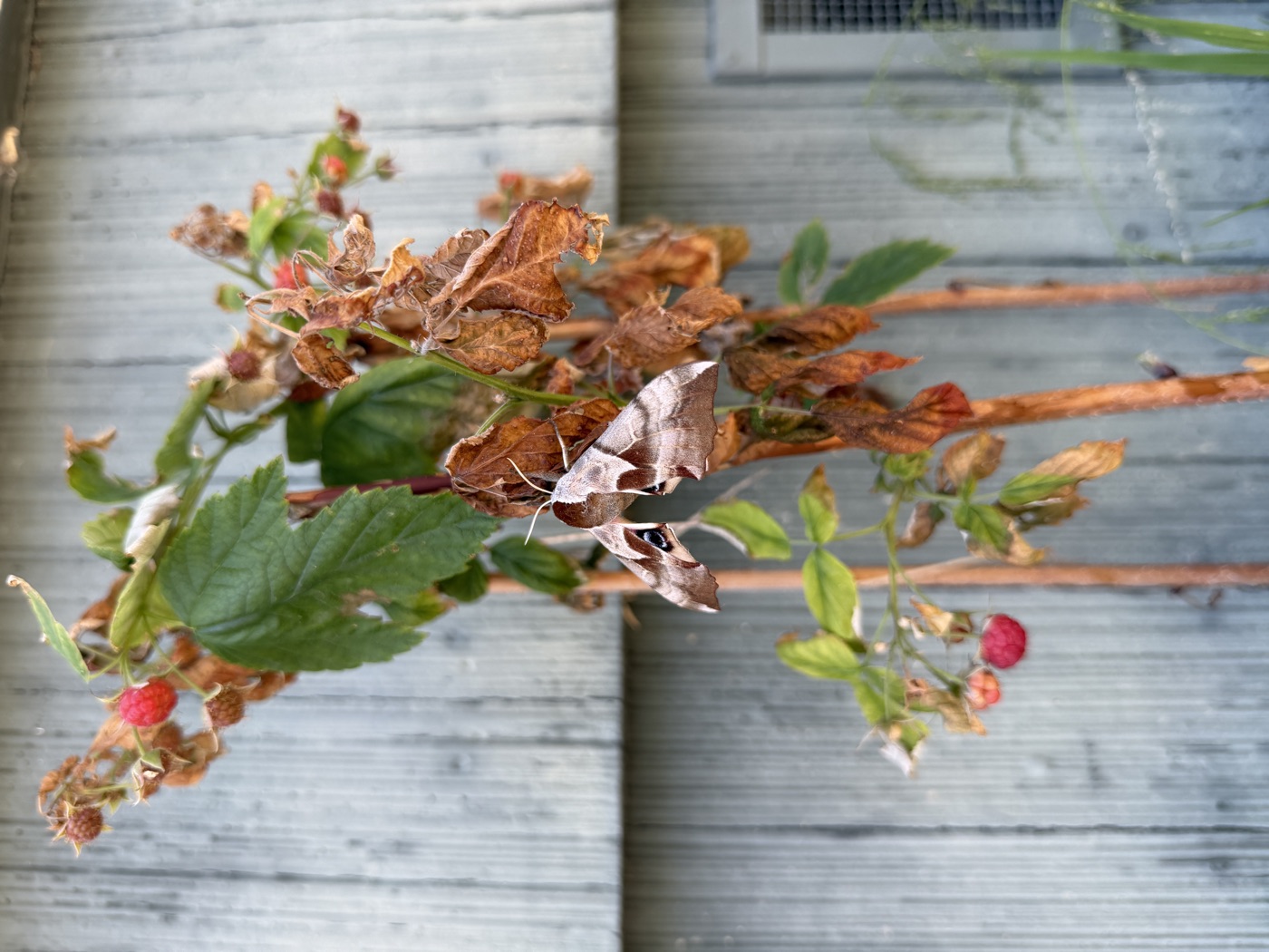 A raspberry plant with red and brown berries and a moth on the foliage, against a corrugated metal wall.
