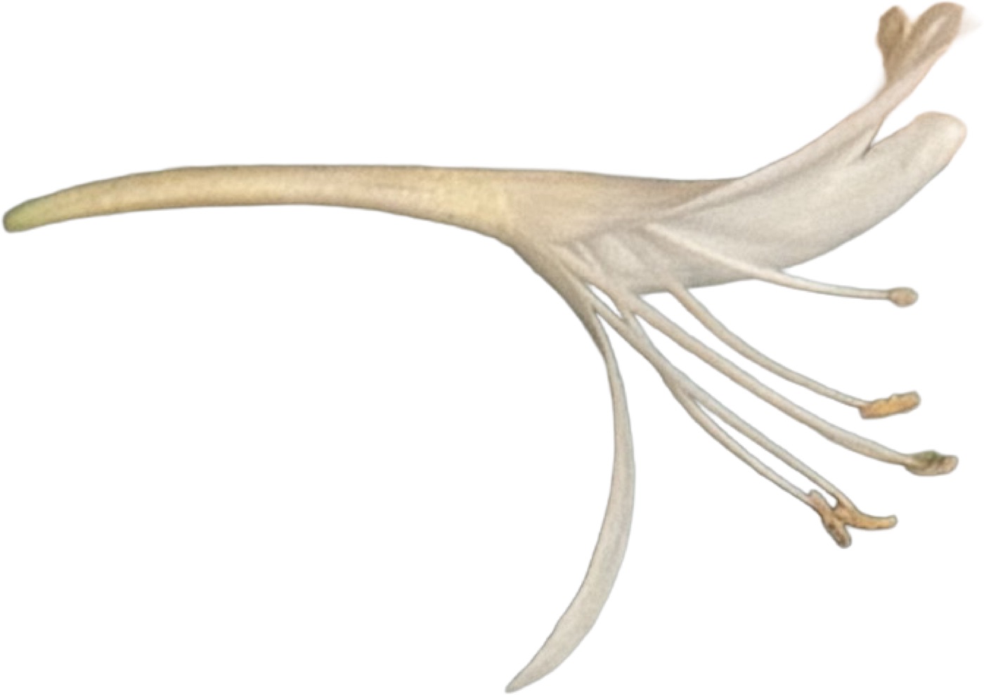 A pale botanical illustration of a white flower with a long stem and visible stamens on white background.