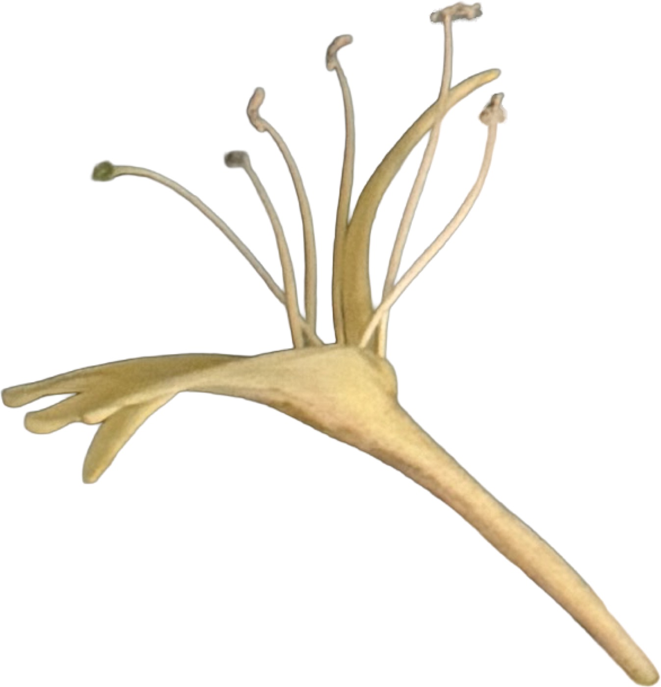 A botanical illustration of a yellow flower with several stems and stamens in yellow and tan on white background.